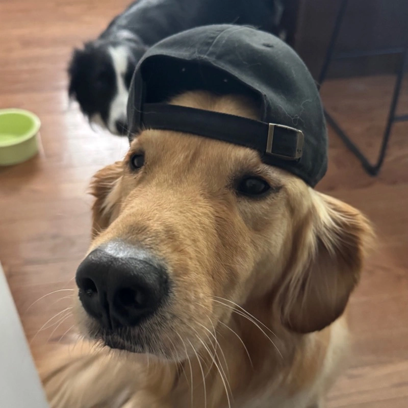 A golden retriever wearing a cap