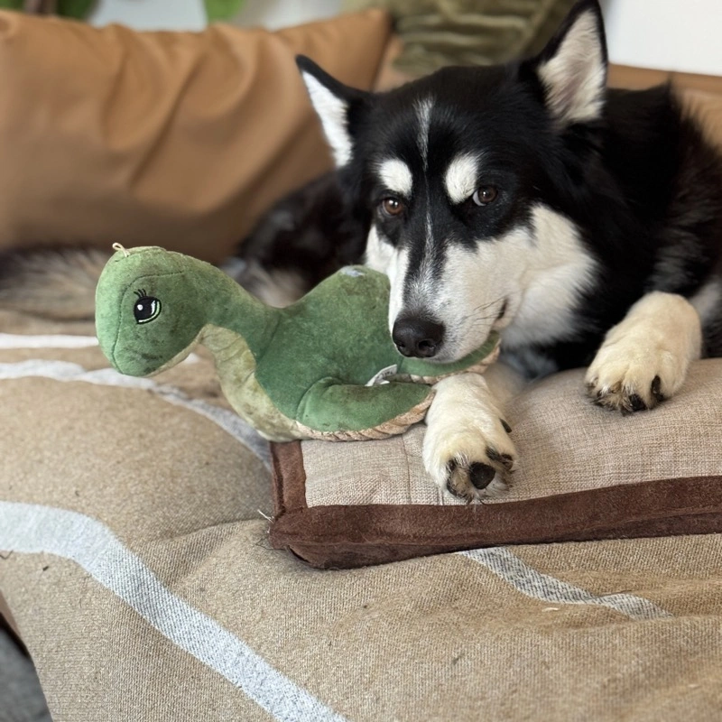 A husky relaxing with a toy