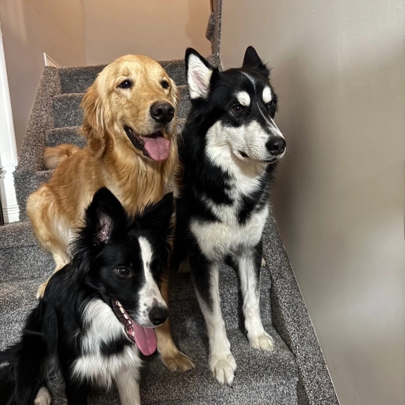 Three dogs sitting together on stairs
