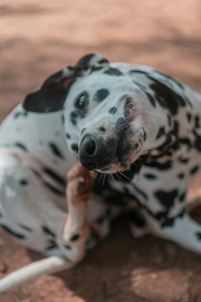 A dog scratching its ear, photo attached to a record